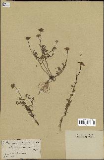 spécimen de Anthemis arvensis