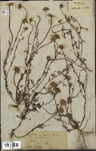 spécimen de Anthemis arvensis