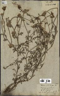 spécimen de Anthemis arvensis