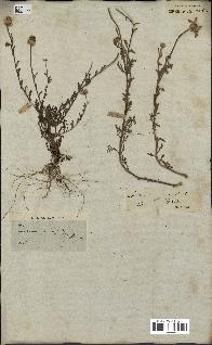 spécimen de Anthemis arvensis