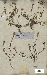 spécimen de Anthemis arvensis