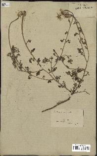 spécimen de Anthemis arvensis