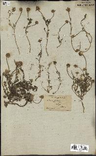 spécimen de Anthemis arvensis