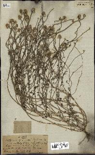 spécimen de Anthemis arvensis