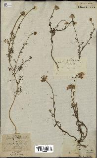 spécimen de Anthemis arvensis