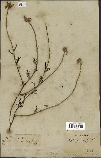 spécimen de Anthemis arvensis