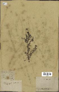 spécimen de Anthemis arvensis