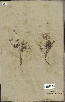 spécimen de Anthemis arvensis