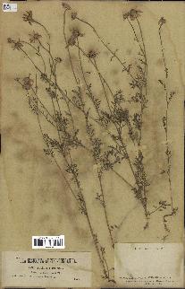 spécimen de Anthemis arvensis