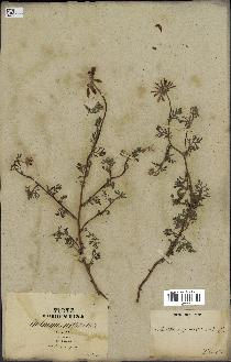 spécimen de Anthemis arvensis