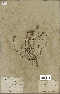spécimen de Anthemis arvensis