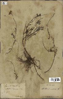 spécimen de Anthemis arvensis