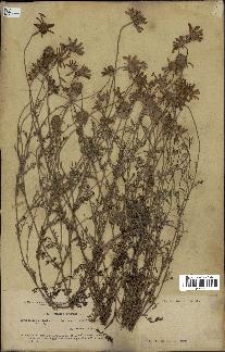 spécimen de Anthemis arvensis