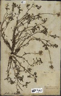 spécimen de Anthemis arvensis