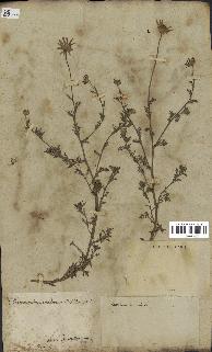 spécimen de Anthemis arvensis