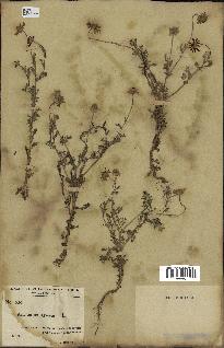 spécimen de Anthemis arvensis