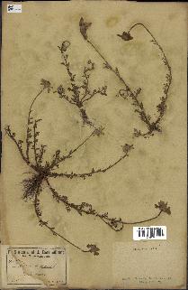spécimen de Anthemis arvensis