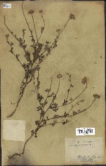 spécimen de Anthemis arvensis