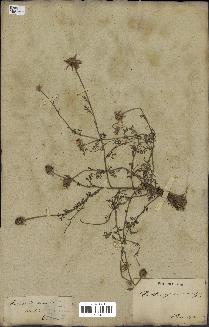 spécimen de Anthemis arvensis