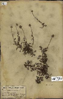 spécimen de Anthemis arvensis