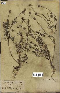 spécimen de Anthemis arvensis