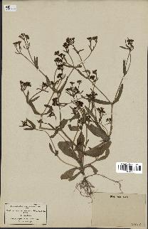 spécimen de Valerianella eriocarpa