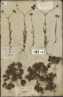 spécimen de Valerianella coronata