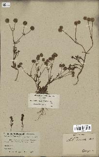 spécimen de Valerianella coronata