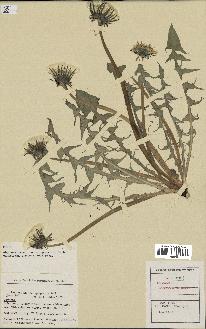 spécimen de Taraxacum dasypogonum