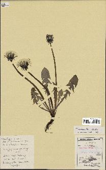 spécimen de Taraxacum debrayii