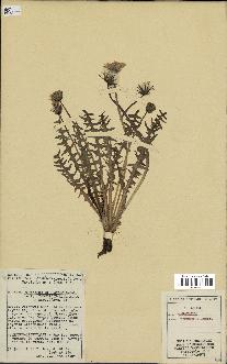 spécimen de Taraxacum dissectum