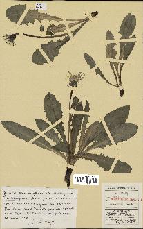 spécimen de Taraxacum geleeriiformea
