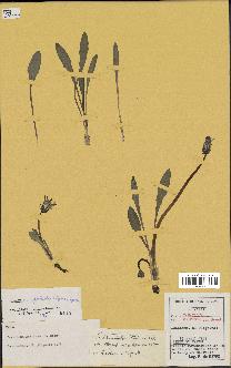 spécimen de Taraxacum gelricum