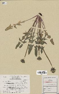 spécimen de Taraxacum elegantius