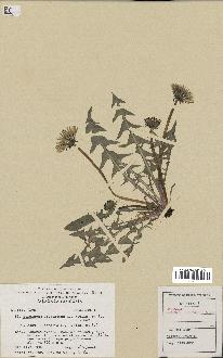 spécimen de Taraxacum elegantius