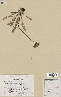 spécimen de Taraxacum elegantius