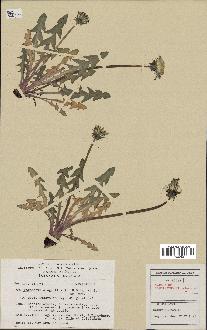spécimen de Taraxacum elegantius