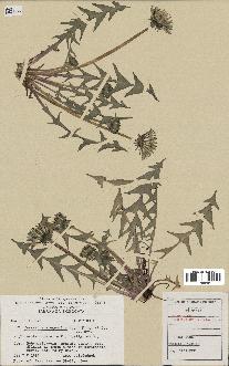spécimen de Taraxacum elegantius