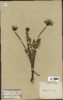 spécimen de Taraxacum officinale