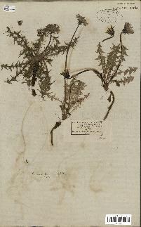 spécimen de Taraxacum officinale