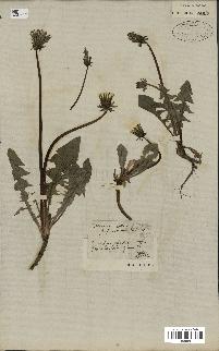 spécimen de Taraxacum officinale