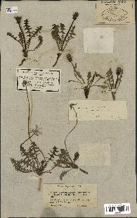 spécimen de Taraxacum officinale