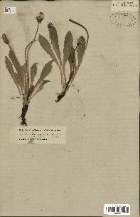 spécimen de Taraxacum officinale