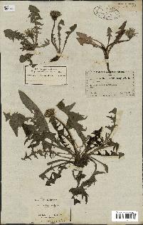 spécimen de Taraxacum officinale