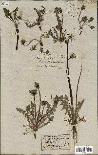 spécimen de Taraxacum officinale