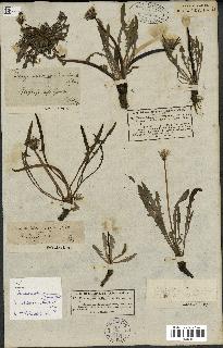 spécimen de Taraxacum bessarabicum