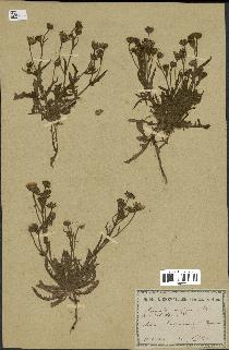 spécimen de Andryala laxiflora