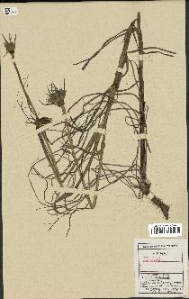 spécimen de Tragopogon porrifolius