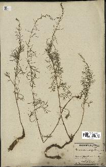 spécimen de Artemisia campestris