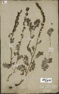 spécimen de Artemisia tanacetifolia